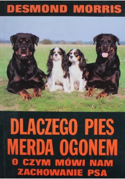 Dlaczego pies merda ogonem o czym mówi nam zachowanie psa