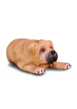 Pies rasy Shar Pei szczenię