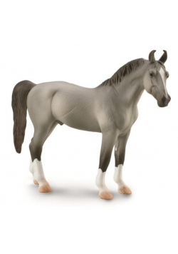 Koń Marwari Stallion szary