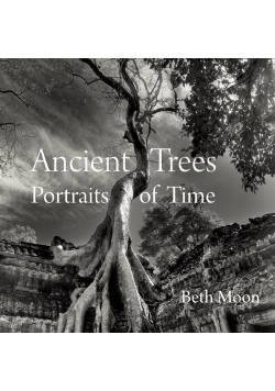 Ancient trees portraits of time