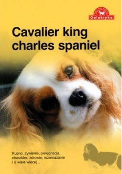 Pies na medal. Cavalier king charles spaniel