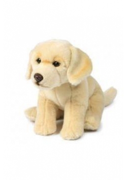Kremowy Labrador 26cm ACP