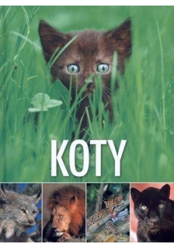 Koty