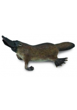 Dziobak australijski