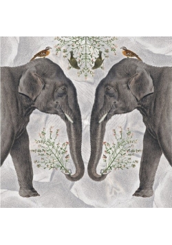 Karnet kwadrat z kopertą Indian Elephant