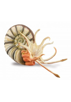 Ammonite
