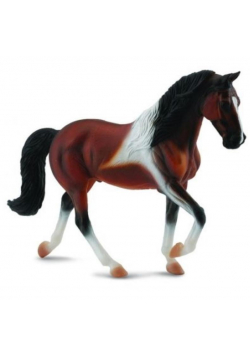 Klacz rasy Stallion Bay Pinto spacerująca