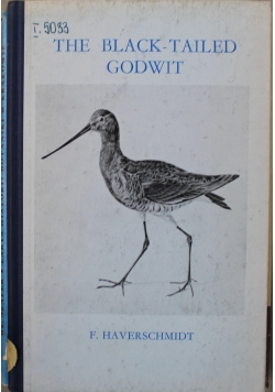 The Black Tailed Godwit