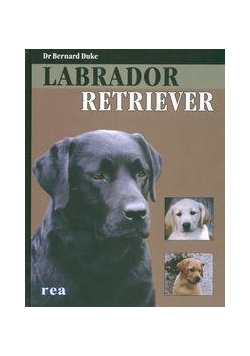Psy. Labrador Retriever - Bernard Duke REA