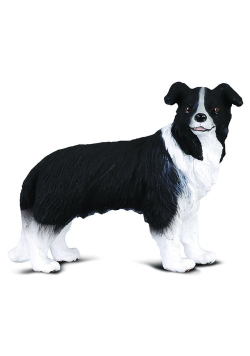 Pies Border Collie